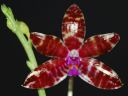 Dateiname=174_Phal_bastianii.jpg
Dateigröße=99KB
Abmessungen: 800x600
hinzugefügt am: 06. Mai 2012 174_Phal_bastianii.jpg