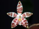 Dateiname=182_amboinensis.jpg
Dateigröße=78KB
Abmessungen: 800x600
hinzugefügt am: 12. Februar 2012 182_amboinensis.jpg