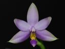 Dateiname=191_violacea.jpg
Dateigröße=117KB
Abmessungen: 800x600
hinzugefügt am: 11. Februar 2012 191_violacea.jpg