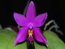 Dateiname=197_violacea.jpg
Dateigröße=97KB
Abmessungen: 800x600
hinzugefügt am: 11. Februar 2012 197_violacea.jpg