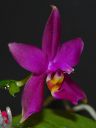 Dateiname=197_violacea1.jpg
Dateigröße=83KB
Abmessungen: 600x800
hinzugefügt am: 11. Februar 2012 197_violacea1.jpg