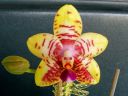 Dateiname=205_Orchid_World.jpg
Dateigröße=132KB
Abmessungen: 800x600
hinzugefügt am: 12. Februar 2012 205_Orchid_World.jpg