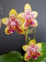 Dateiname=205_Orchid_World1.jpg
Dateigröße=133KB
Abmessungen: 600x800
hinzugefügt am: 12. Februar 2012 205_Orchid_World1.jpg