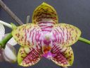 Dateiname=217_Orchid_World1.jpg
Dateigröße=134KB
Abmessungen: 800x600
hinzugefügt am: 12. Februar 2012 217_Orchid_World1.jpg