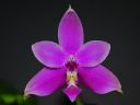 Dateiname=244_violacea.jpg
Dateigröße=85KB
Abmessungen: 800x600
hinzugefügt am: 11. Februar 2012 244_violacea.jpg
