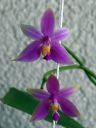Dateiname=249_violacea.jpg
Dateigröße=104KB
Abmessungen: 600x800
hinzugefügt am: 11. Februar 2012 249_violacea.jpg