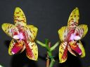 Dateiname=259_Orchid_World.jpg
Dateigröße=133KB
Abmessungen: 800x600
hinzugefügt am: 12. Februar 2012 259_Orchid_World.jpg