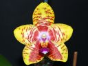 Dateiname=259_Orchid_World1.jpg
Dateigröße=103KB
Abmessungen: 800x600
hinzugefügt am: 12. Februar 2012 259_Orchid_World1.jpg