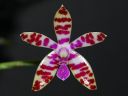 297_Phal_bastianii.jpg