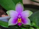 Dateiname=332_violacea.jpg
Dateigröße=208KB
Abmessungen: 800x600
hinzugefügt am: 11. Februar 2012 332_violacea.jpg