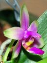 Dateiname=332_violacea1.jpg
Dateigröße=138KB
Abmessungen: 600x800
hinzugefügt am: 11. Februar 2012 332_violacea1.jpg