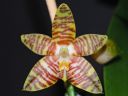 34_amboinensis.jpg