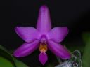 Dateiname=355_violacea.jpg
Dateigröße=80KB
Abmessungen: 800x600
hinzugefügt am: 11. Februar 2012 355_violacea.jpg