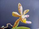 Dateiname=35_fasciata.jpg
Dateigröße=75KB
Abmessungen: 800x600
hinzugefügt am: 24. Juni 2012 35_fasciata.jpg