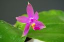 Dateiname=393_violacea.jpg
Dateigröße=84KB
Abmessungen: 800x536
hinzugefügt am: 11. Februar 2012 393_violacea.jpg