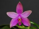 Dateiname=413_violacea.jpg
Dateigröße=123KB
Abmessungen: 800x600
hinzugefügt am: 11. Februar 2012 413_violacea.jpg