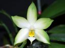 Dateiname=417_violacea.jpg
Dateigröße=87KB
Abmessungen: 800x600
hinzugefügt am: 11. Februar 2012 417_violacea.jpg