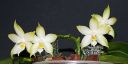 Dateiname=417_violacea1.jpg
Dateigröße=101KB
Abmessungen: 800x406
hinzugefügt am: 11. Februar 2012 417_violacea1.jpg