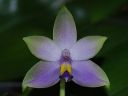 Dateiname=430_violacea.jpg
Dateigröße=75KB
Abmessungen: 800x600
hinzugefügt am: 11. Februar 2012 430_violacea.jpg