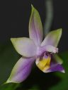 Dateiname=430_violacea1.jpg
Dateigröße=86KB
Abmessungen: 600x800
hinzugefügt am: 11. Februar 2012 430_violacea1.jpg