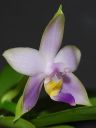 Dateiname=530_violacea1.jpg
Dateigröße=165KB
Abmessungen: 600x800
hinzugefügt am: 11. Februar 2012 530_violacea1.jpg