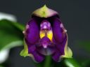 Dateiname=55_violacea.jpg
Dateigröße=98KB
Abmessungen: 800x600
hinzugefügt am: 11. Februar 2012 55_violacea.jpg