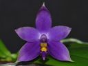 Dateiname=55_violacea1.jpg
Dateigröße=85KB
Abmessungen: 800x600
hinzugefügt am: 11. Februar 2012 55_violacea1.jpg