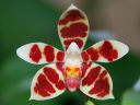 Dateiname=580_maculata.jpg
Dateigröße=108KB
Abmessungen: 800x600
hinzugefügt am: 23. Februar 2012 580_maculata.jpg