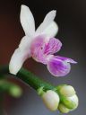 Dateiname=587_deliciosa1.jpg
Dateigröße=113KB
Abmessungen: 600x800
hinzugefügt am: 17. März 2012 587_deliciosa1.jpg