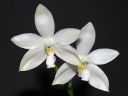 Dateiname=601_tetraspis.jpg
Dateigröße=81KB
Abmessungen: 800x600
hinzugefügt am: 28. August 2012 601_tetraspis.jpg