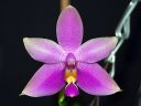 Dateiname=635_violacea.jpg
Dateigröße=126KB
Abmessungen: 800x600
hinzugefügt am: 11. Februar 2012 635_violacea.jpg