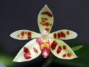 Dateiname=642_maculata.jpg
Dateigröße=99KB
Abmessungen: 800x600
hinzugefügt am: 23. Februar 2012 642_maculata.jpg