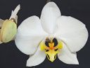 Dateiname=65_amabilis.jpg
Dateigröße=109KB
Abmessungen: 800x600
hinzugefügt am: 12. Februar 2012 65_amabilis.jpg