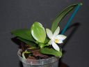 Dateiname=676_violacea.jpg
Dateigröße=98KB
Abmessungen: 800x600
hinzugefügt am: 11. Februar 2012 676_violacea.jpg
