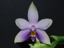 Dateiname=689_violacea.jpg
Dateigröße=76KB
Abmessungen: 800x600
hinzugefügt am: 11. Februar 2012 689_violacea.jpg