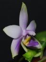 Dateiname=689_violacea1.jpg
Dateigröße=80KB
Abmessungen: 600x800
hinzugefügt am: 11. Februar 2012 689_violacea1.jpg