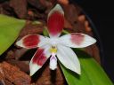 Dateiname=698_speciosa.jpg
Dateigröße=116KB
Abmessungen: 800x600
hinzugefügt am: 13. April 2012 698_speciosa.jpg