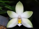 Dateiname=712_violacea.jpg
Dateigröße=104KB
Abmessungen: 800x600
hinzugefügt am: 11. Februar 2012 712_violacea.jpg