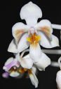 Dateiname=75_celebensis.jpg
Dateigröße=64KB
Abmessungen: 400x588
hinzugefügt am: 26. Februar 2012 75_celebensis.jpg