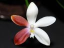 Dateiname=762_tetraspis.jpg
Dateigröße=83KB
Abmessungen: 800x600
hinzugefügt am: 28. August 2012 762_tetraspis.jpg