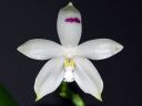 Dateiname=76_tetraspis.jpg
Dateigröße=78KB
Abmessungen: 800x600
hinzugefügt am: 13. Juli 2012 76_tetraspis.jpg