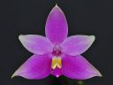 919_violacea.jpg