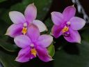 Dateiname=920_violacea.jpg
Dateigröße=126KB
Abmessungen: 800x600
hinzugefügt am: 11. Februar 2012 920_violacea.jpg