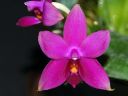 931_violacea.jpg