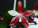 Dateiname=932_Phal_tetraspis18.jpg
Dateigröße=107KB
Abmessungen: 800x600
hinzugefügt am: 06. September 2012 932_Phal_tetraspis18.jpg