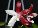 Dateiname=932_Phal_tetraspis19.jpg
Dateigröße=109KB
Abmessungen: 800x600
hinzugefügt am: 06. September 2012 932_Phal_tetraspis19.jpg